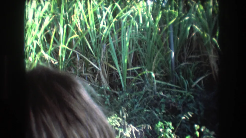 1977 8mm home-movie frame from Honolulu, Oahu, showing dense green roadside vegetation through a car window with a partial passenger head at lower left.