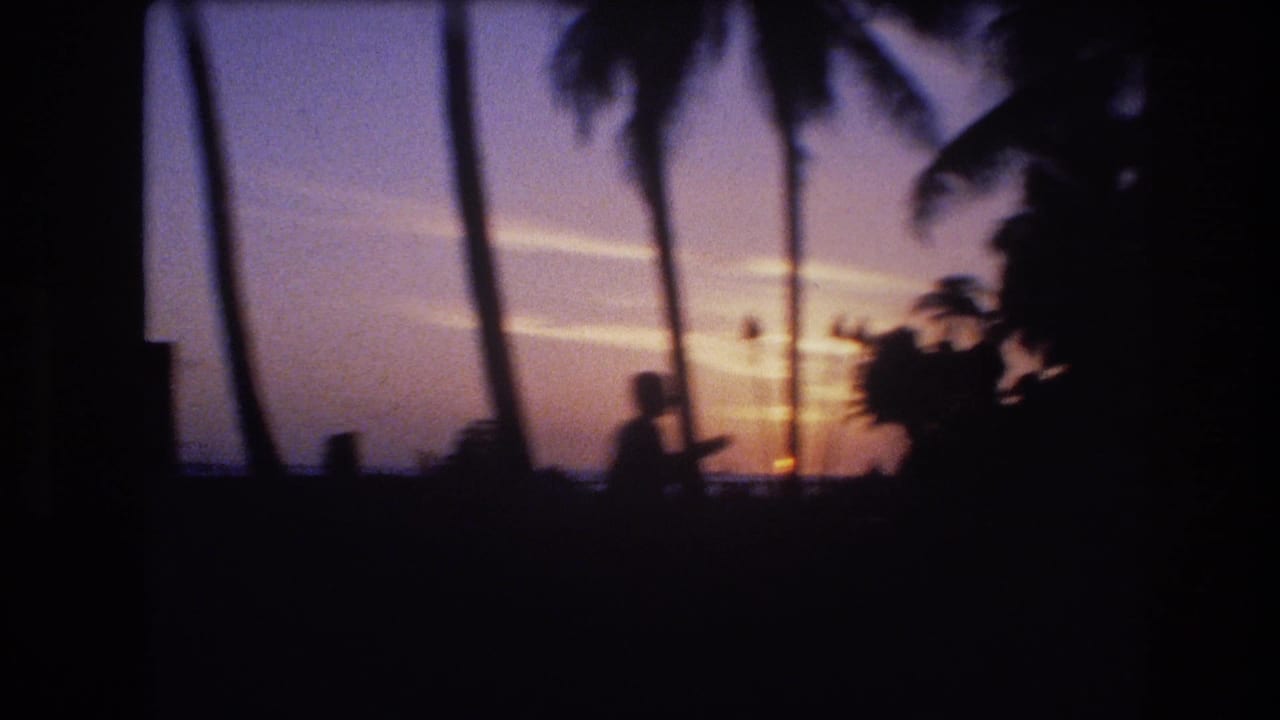 Palm trunks and distant ocean silhouetted against the setting sun.