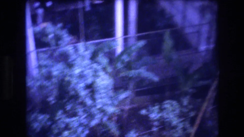 A handheld 8mm frame shifts toward foliage and a nearby structure in the Honolulu night venue, with the performance area mostly out of view.