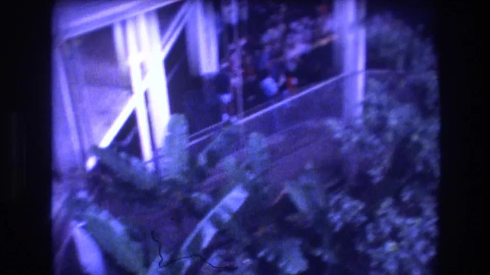 The final frame shows a blue-tinted handheld view of plants, a pale structural support, and a dark walkway or stage-side area at the 1977 Honolulu night event.