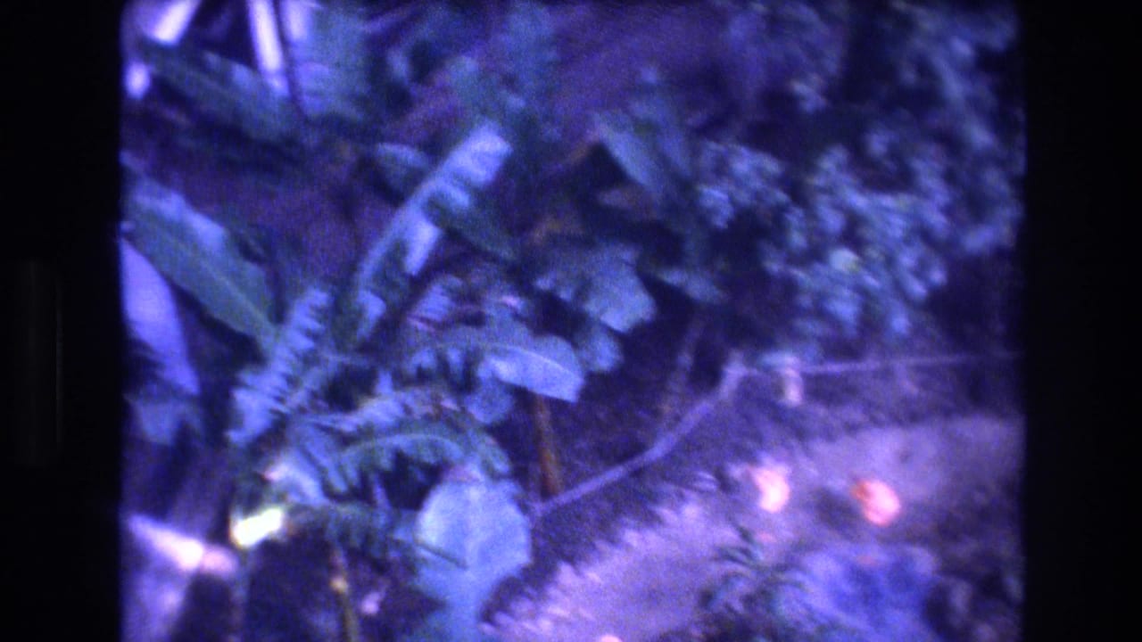 1977 Honolulu home-movie frame looking down over dense tropical plants, banana-like leaves, and small flamingos near a garden path.