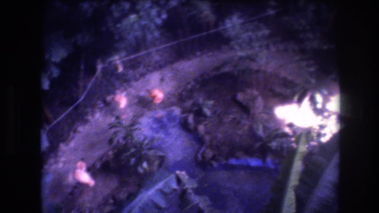 Looking down at a curved garden path with flamingos and dense plants.