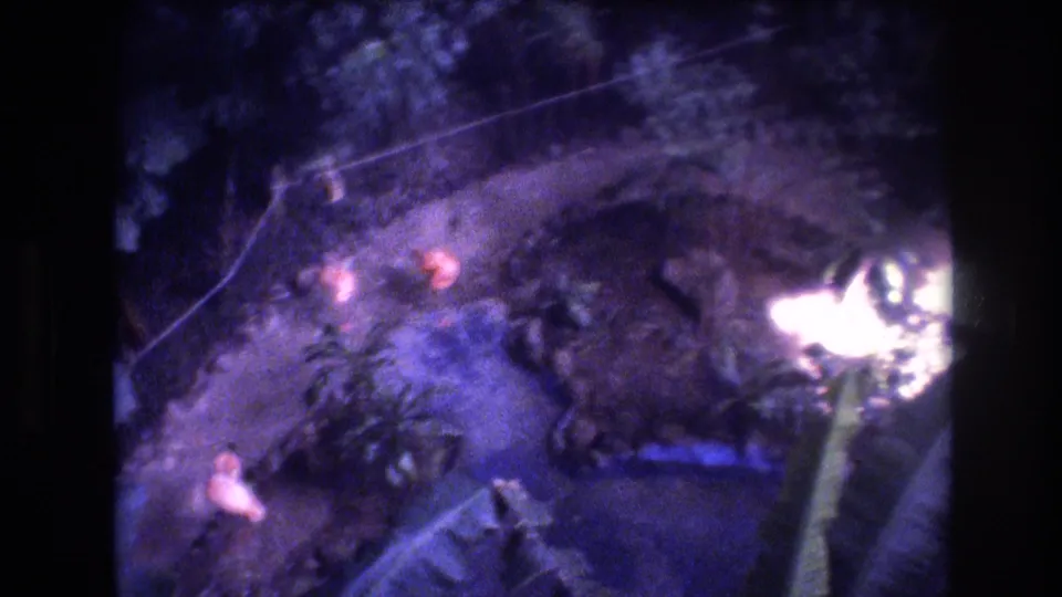 Elevated 1977 Honolulu view of a winding garden path bordered by foliage, with several small pink flamingos visible below.