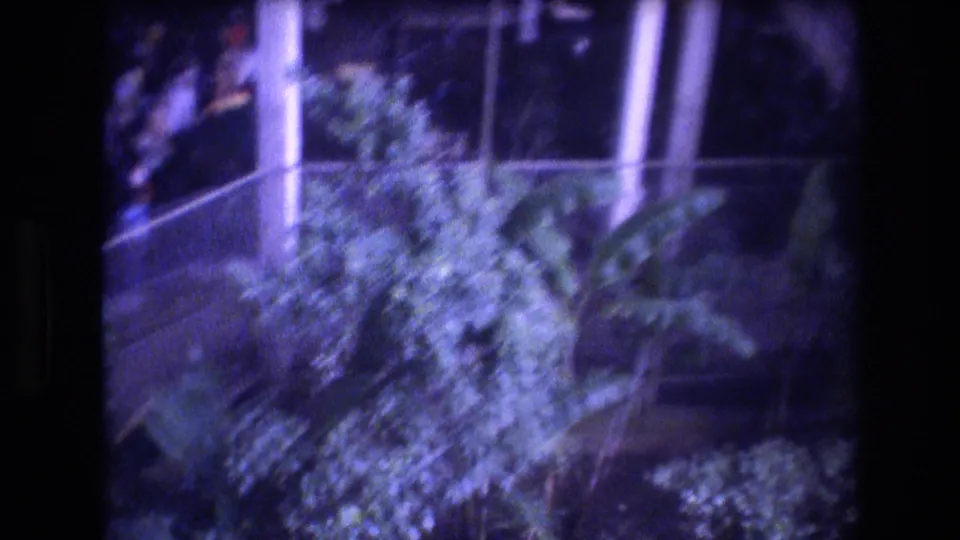 1977 Honolulu 8mm frame showing dense tropical shrubbery, a railing, and part of a balcony structure seen through soft, tinted glass.
