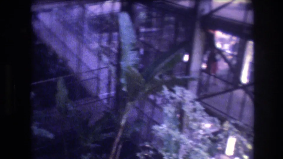 1977 Honolulu 8mm view across a planted courtyard or garden area with railings, palm-like foliage, and a bright doorway or window opening at the right edge.
