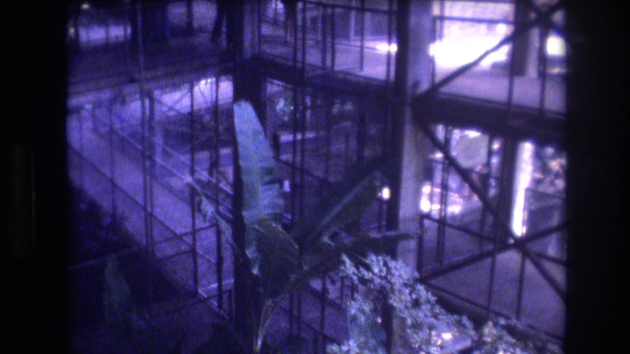 Broad-leaf plant below glass railings and reflective windows in a purple-blue interior view.