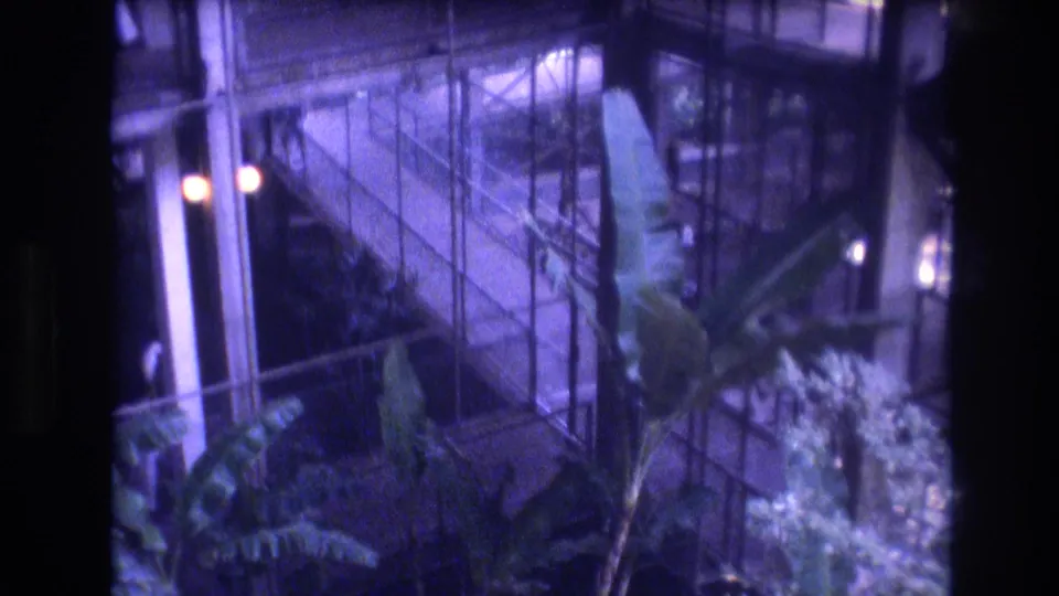 The final 1977 Honolulu frame shows the tall indoor plant partly framed by dark film edges, glass walls, railings, and layered metal structure.