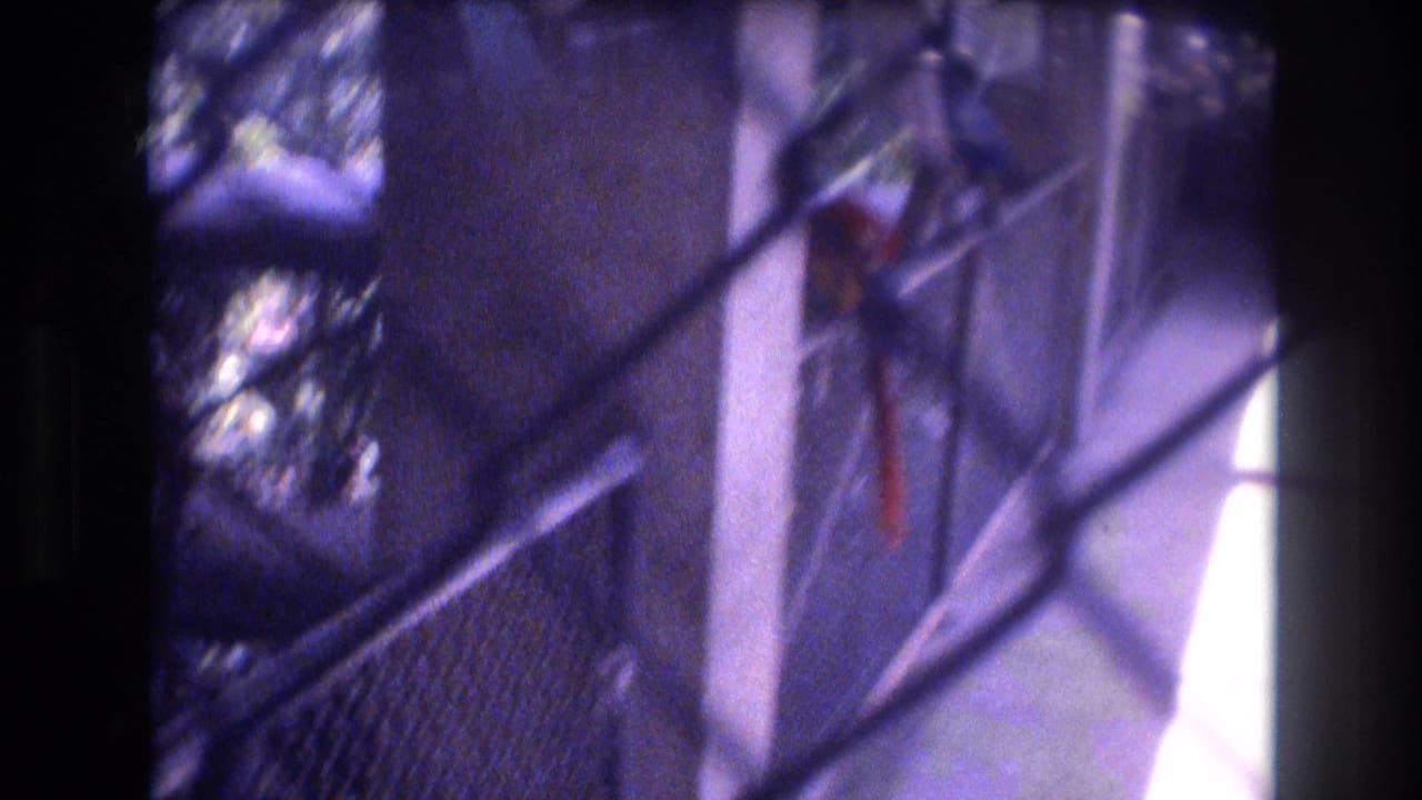 A soft 1977 Honolulu Oahu zoo frame shows a caged bird enclosure with chain-link fencing, metal railings, structural posts, and a partly obscured colorful parrot or macaw.