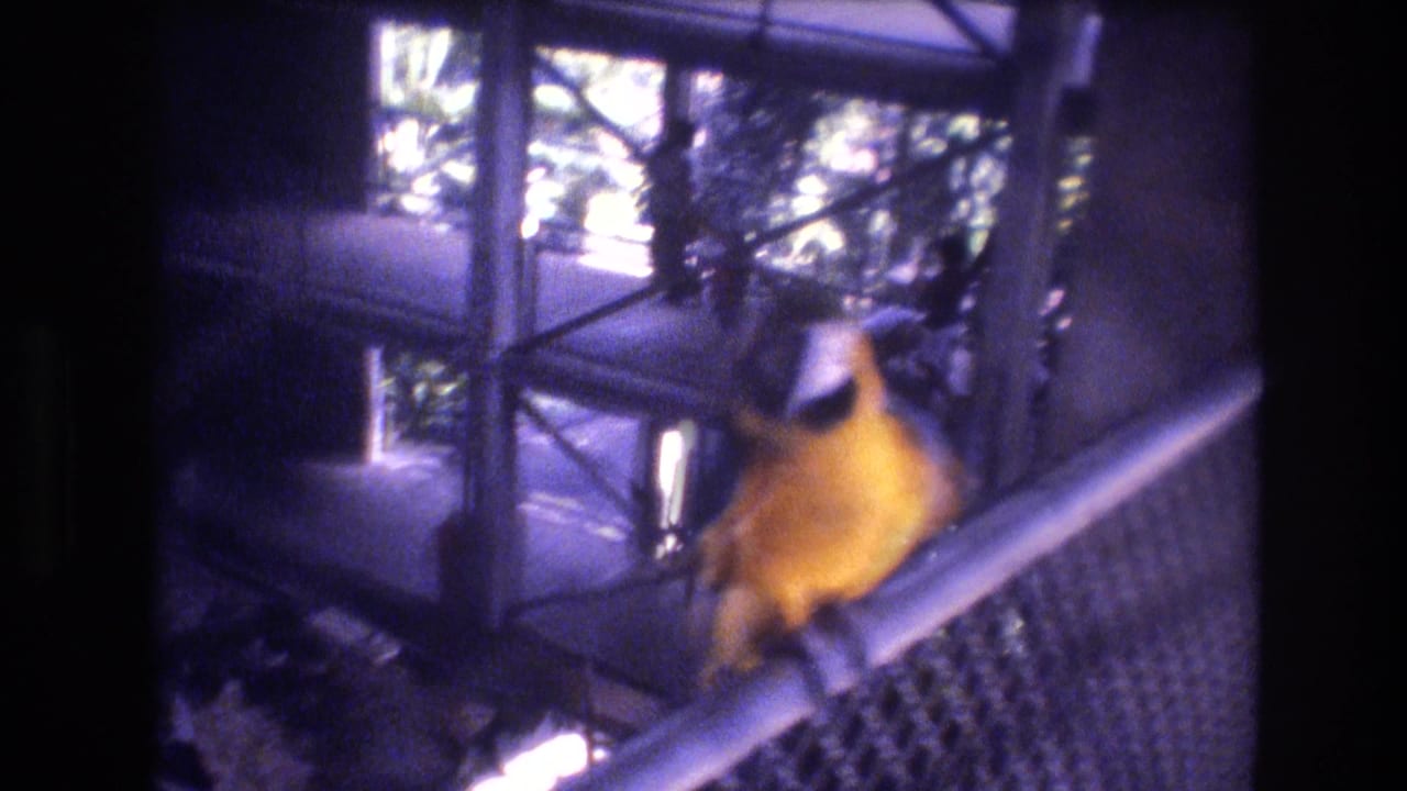 Yellow and blue parrot perched on a metal railing inside a chain-link zoo enclosure.