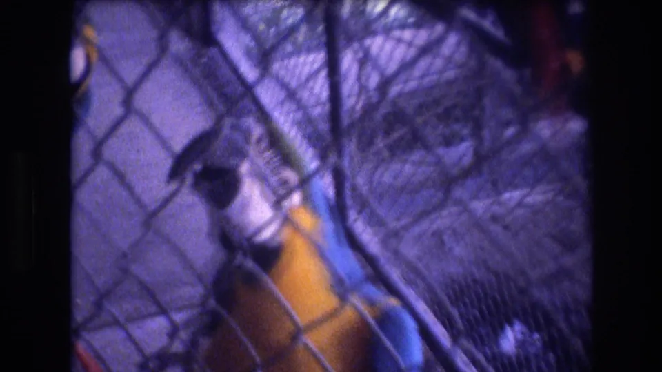 A yellow and blue parrot or macaw is partly obscured by chain-link fencing inside the 1977 Honolulu Oahu zoo enclosure, with metal railings and cage structure around it.