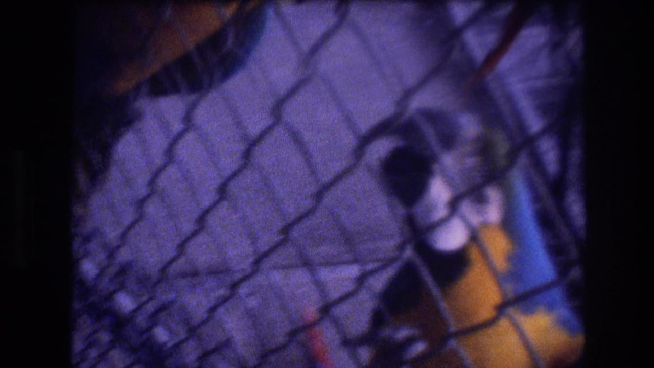 A blue-and-yellow macaw appears behind chain-link cage fencing in metadata-supported 1977 Honolulu zoo home-movie footage, with soft focus and purple film cast.