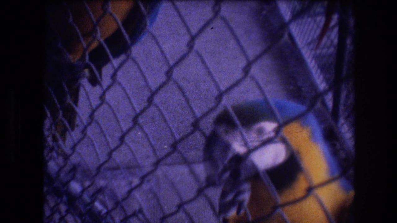 Macaw partly framed at the right side behind a chain-link cage.