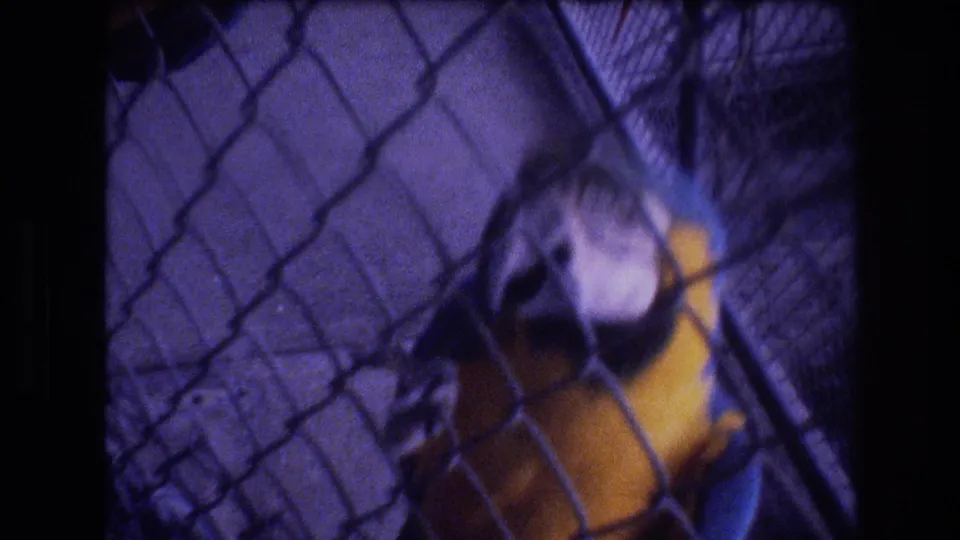 A close handheld view shows the blue-and-yellow macaw looking through the chain-link cage, with grain, soft focus, and purple 8mm color shift.