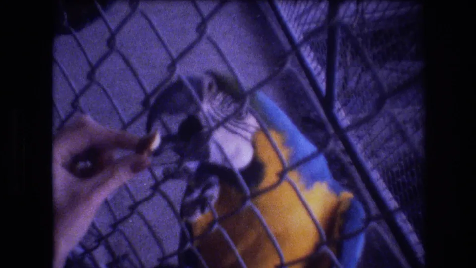 A human hand reaches toward the caged blue-and-yellow macaw through chain-link fencing in the metadata-supported 1977 Honolulu zoo footage.