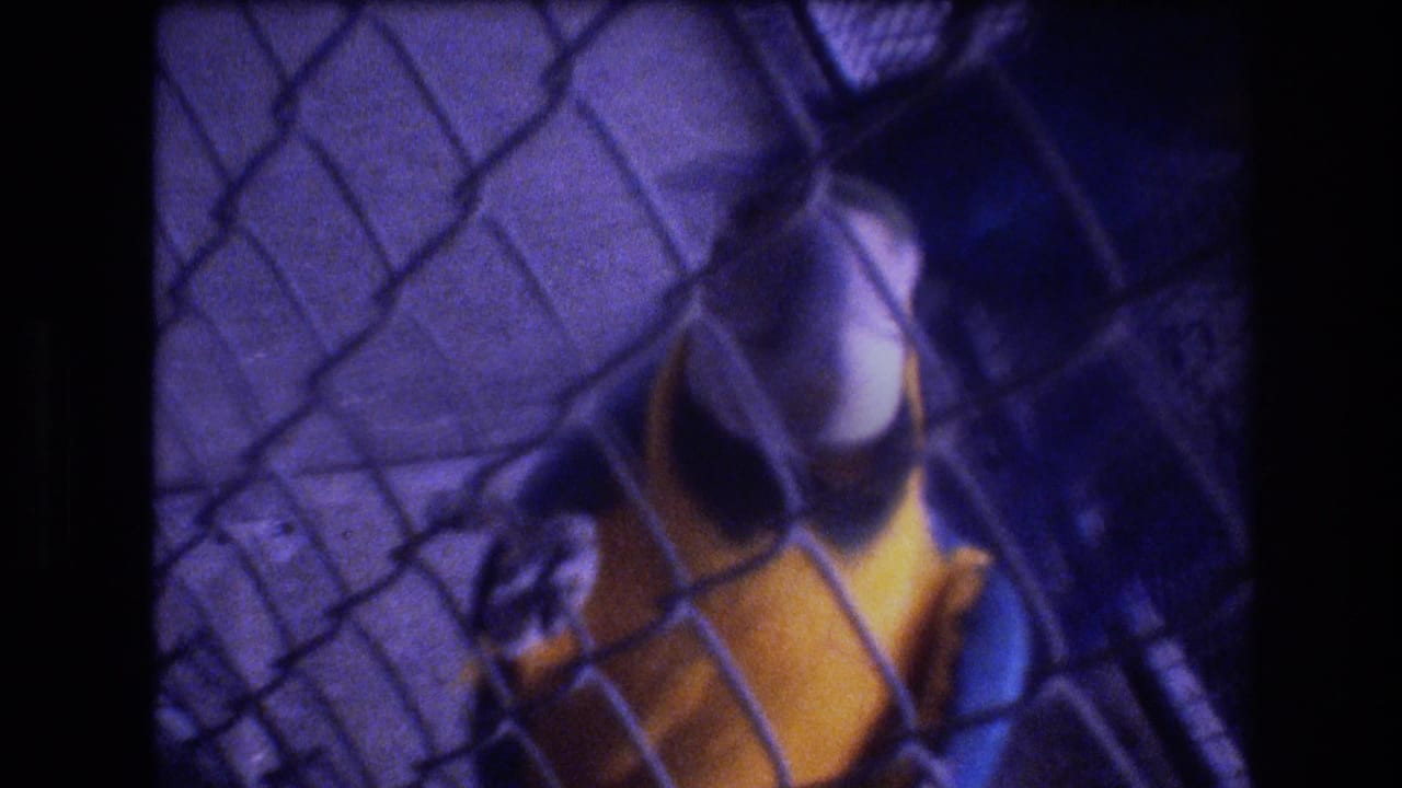 In 1977 Honolulu zoo footage, a blue-and-yellow macaw stands behind chain-link fencing as a visitor's hand reaches toward it.
