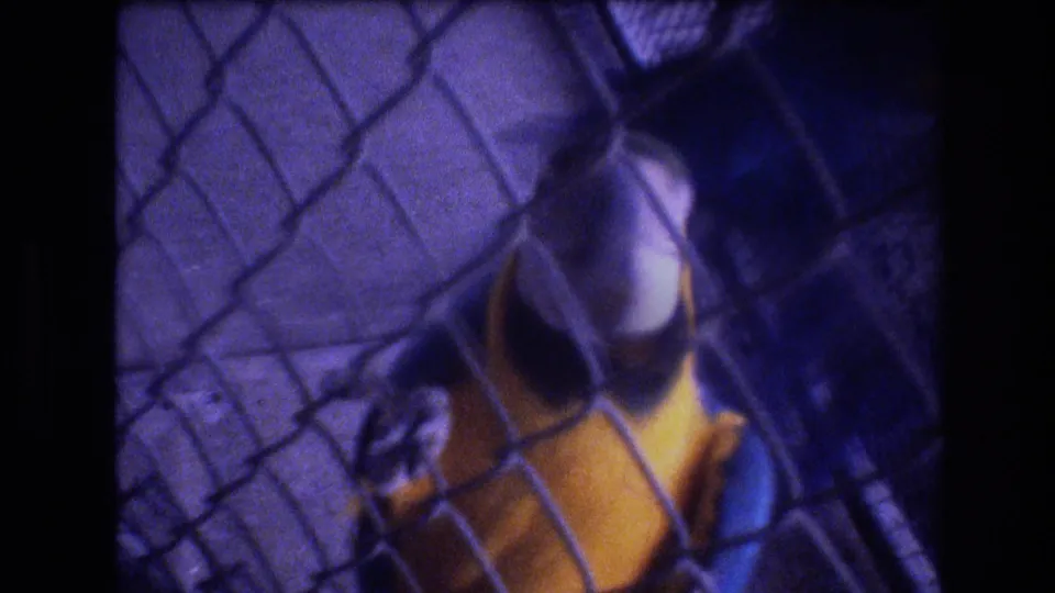 In 1977 Honolulu zoo footage, a blue-and-yellow macaw stands behind chain-link fencing as a visitor's hand reaches toward it.