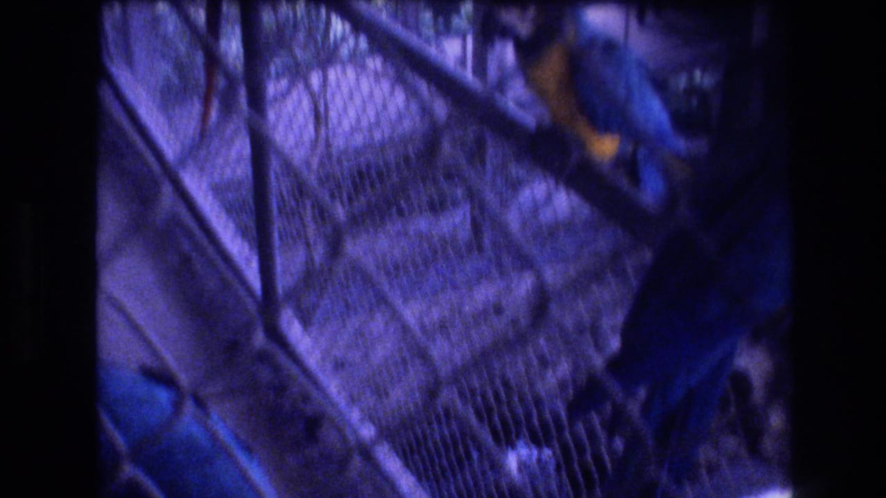 Macaw beside aviary mesh with a visitor partly visible at the edge.