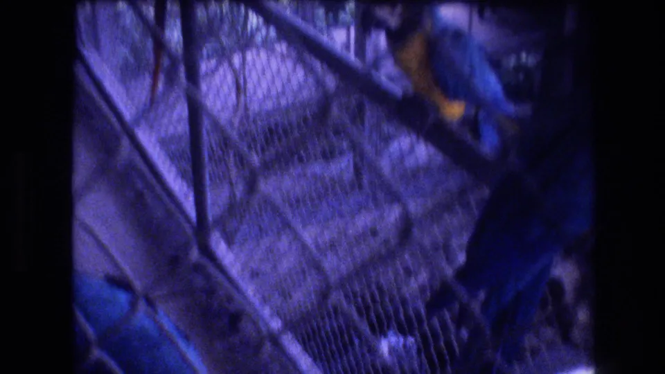 A blue-and-yellow macaw perches or moves near layered aviary fencing in the 1977 Honolulu zoo scene, with a visitor partly visible nearby.