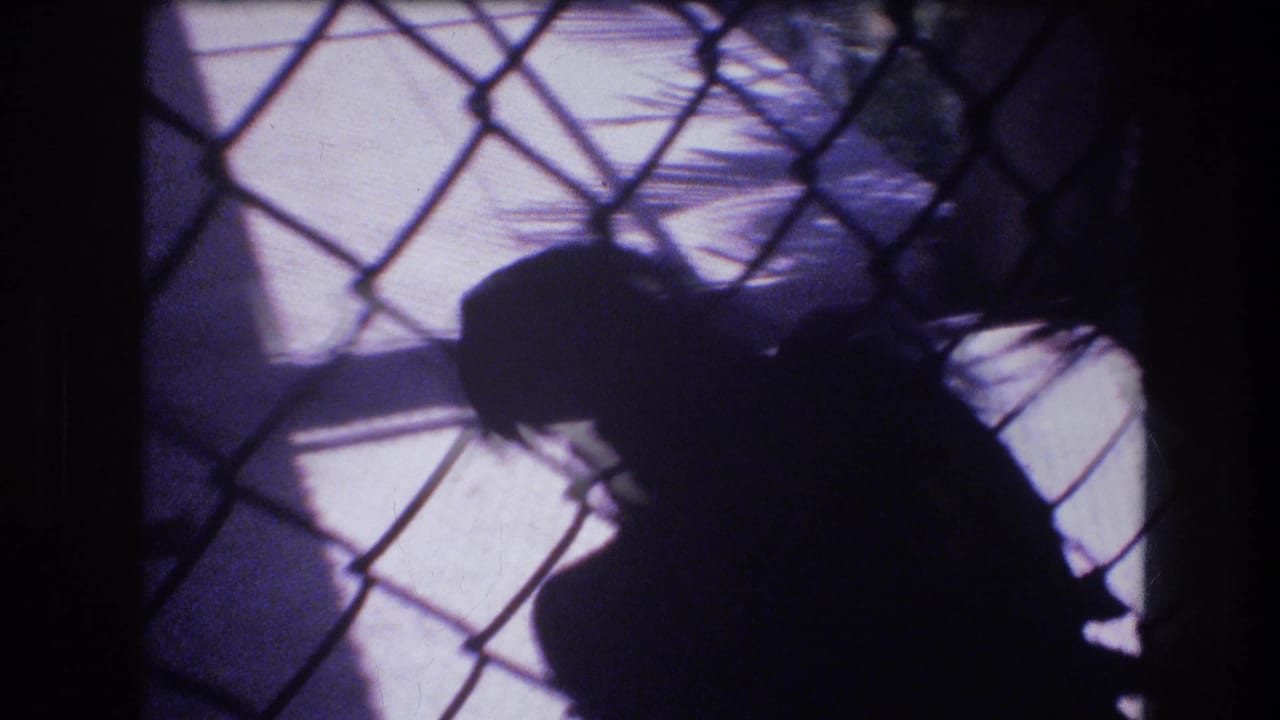 Silhouetted person beside chain-link fencing with bright ground and palm-like shadows behind.