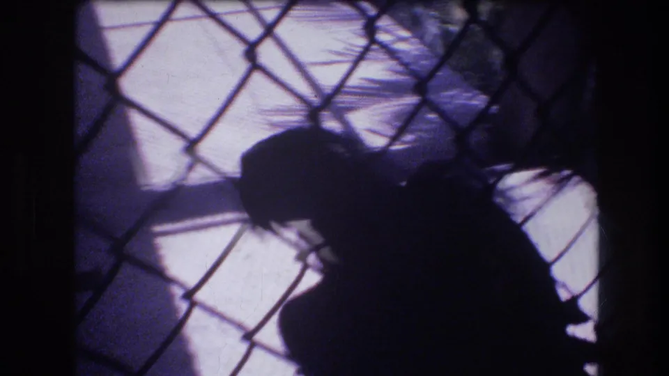 Visitor silhouette near a chain-link zoo enclosure in 1977 Honolulu footage, with bright sunlit ground and palm-like shadows visible beyond the fence.