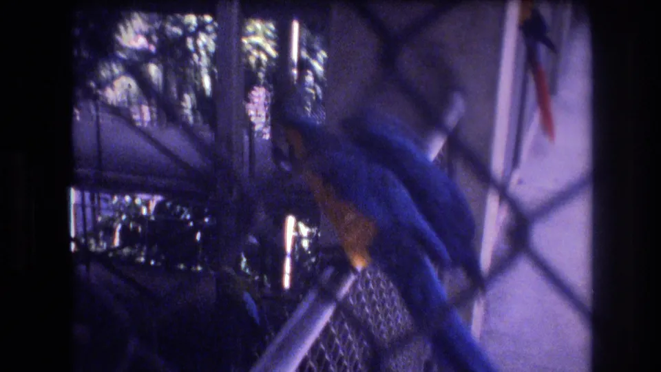 Blue parrot behind chain-link fencing in a Honolulu zoo enclosure, filmed with soft 8mm focus, dark shadows, and tropical greenery beyond.