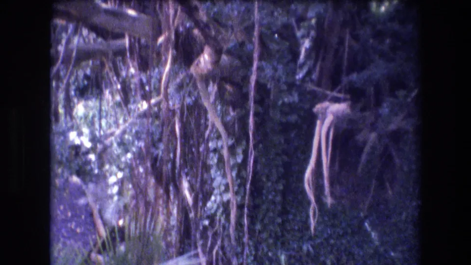 Tropical plants, hanging roots or vines, and dense greenery appear in the 1977 Honolulu zoo setting, with the animal no longer clearly visible.