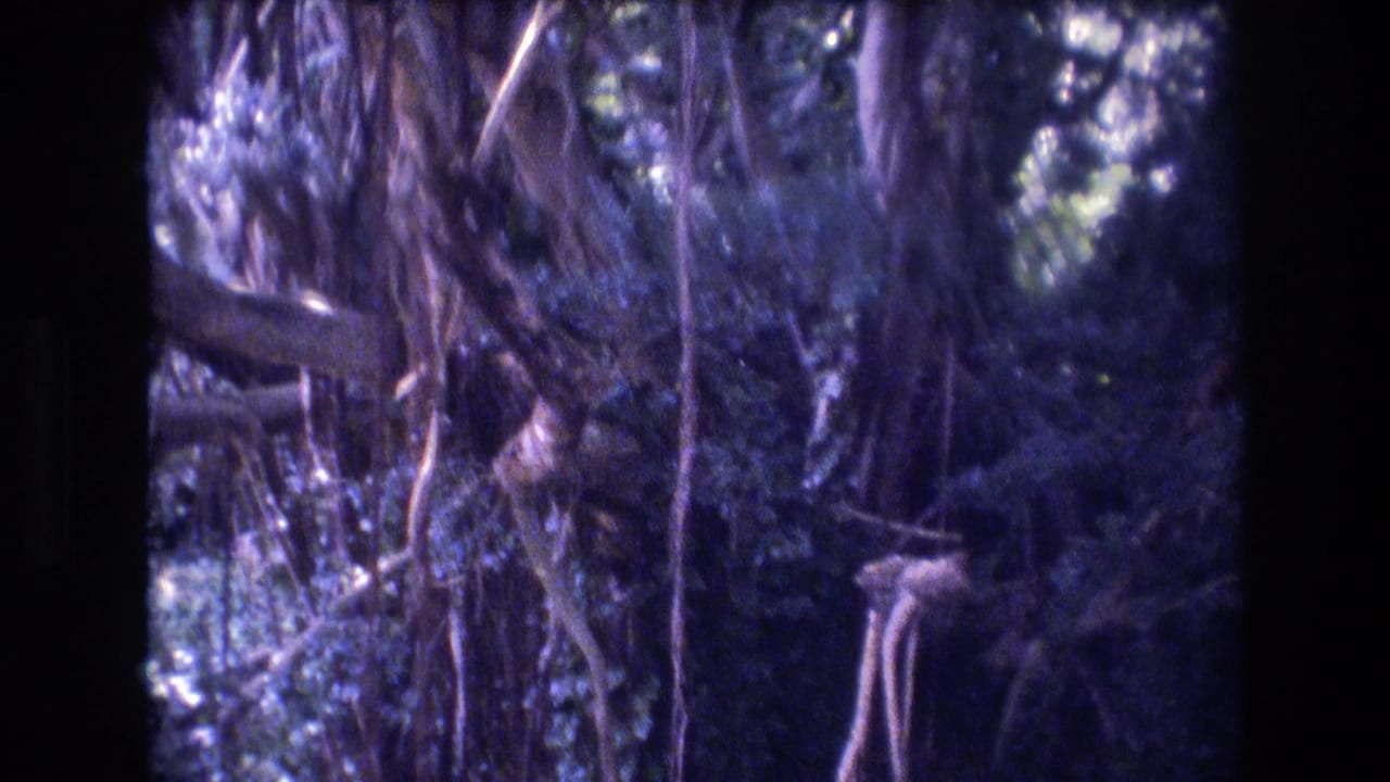 1977 Honolulu, Oahu home-movie frame showing dense tropical tree growth with aerial roots, leafy branches, and dappled light.