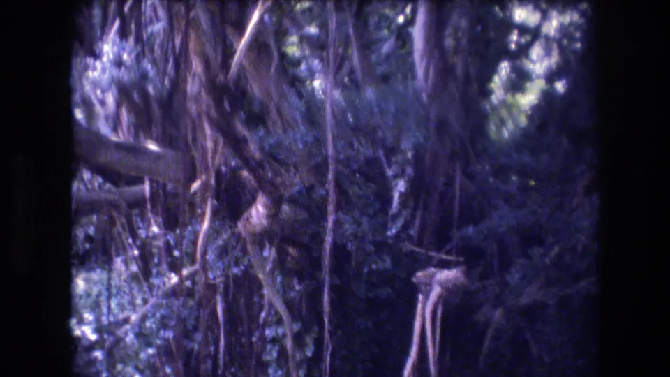 1977 Honolulu, Oahu home-movie frame showing dense tropical tree growth with aerial roots, leafy branches, and dappled light.