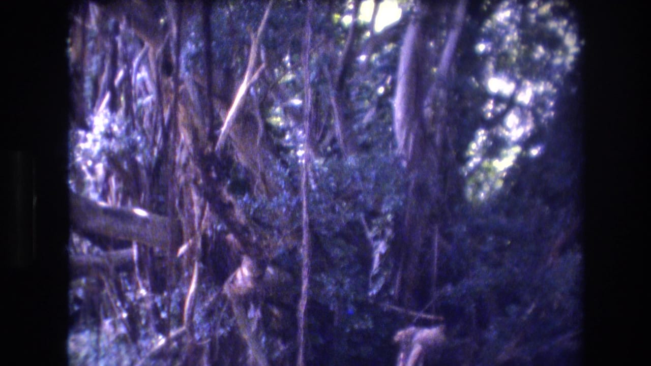 Large tree branches and hanging roots in dense shade.