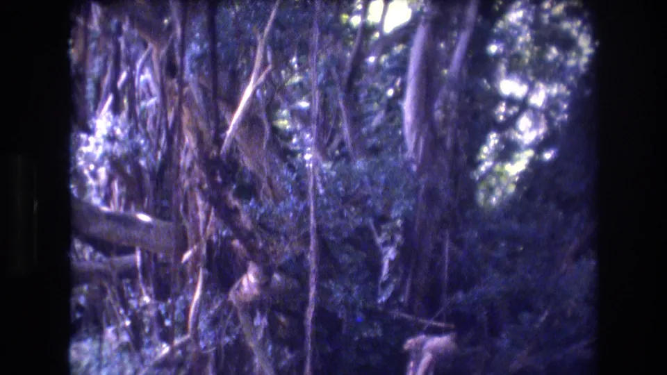 1977 Honolulu, Oahu frame showing a dense banyan-like tree area with hanging roots, thick branches, and shaded tropical foliage.