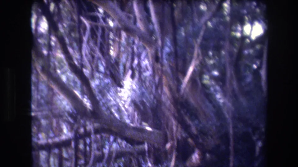 Soft 8mm frame from Honolulu, Oahu in 1977 showing a closer, motion-blurred view through branches, vines, and dense greenery.