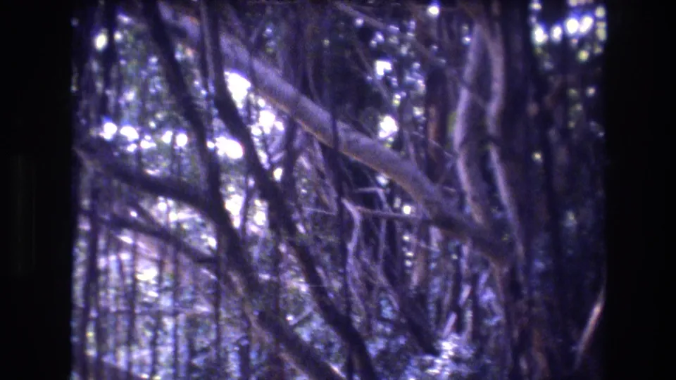 1977 Honolulu, Oahu home-movie frame looking into dense tree limbs, aerial roots, and foliage with bright sky filtering through.