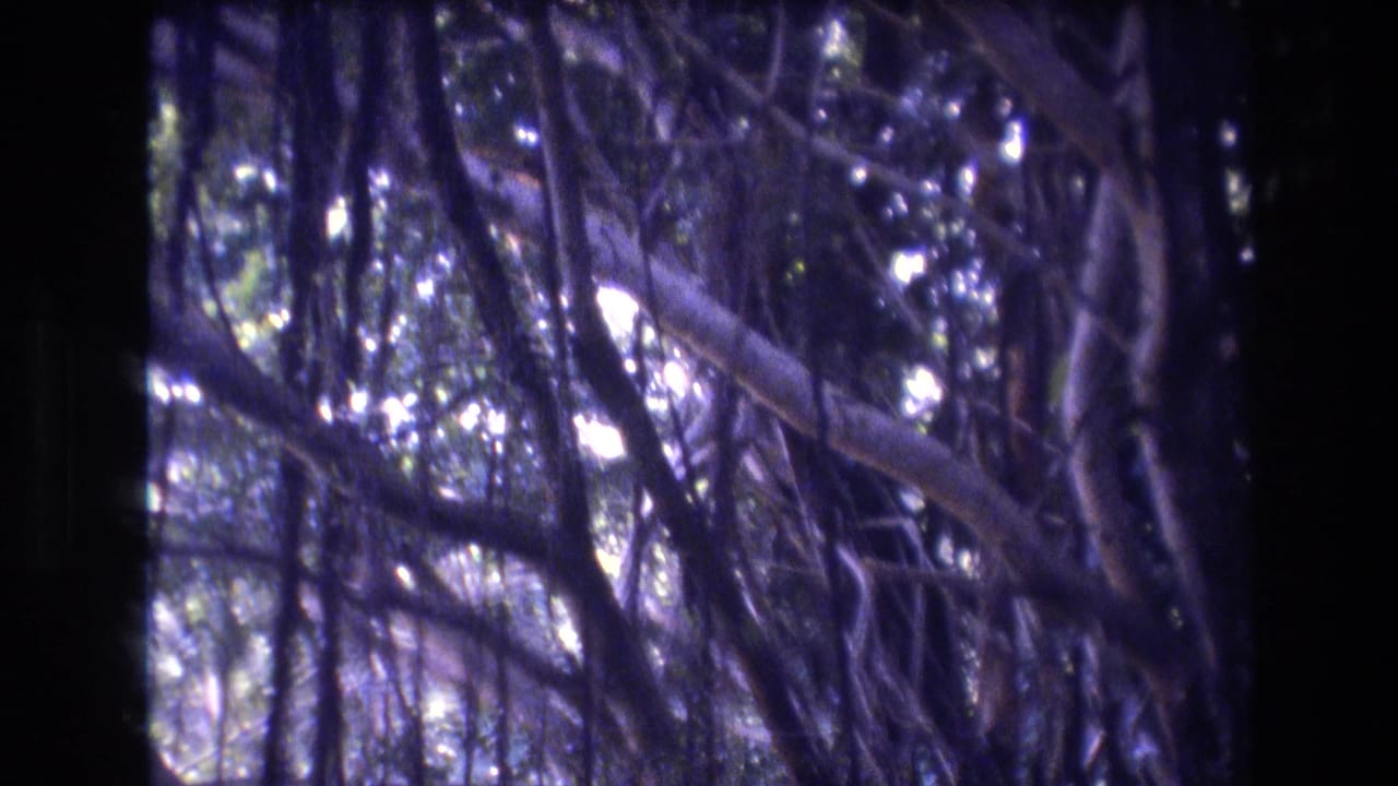1977 Honolulu, Oahu 8mm frame showing tangled hanging roots, branches, and dark foliage with bright sunlight filtering through the canopy.