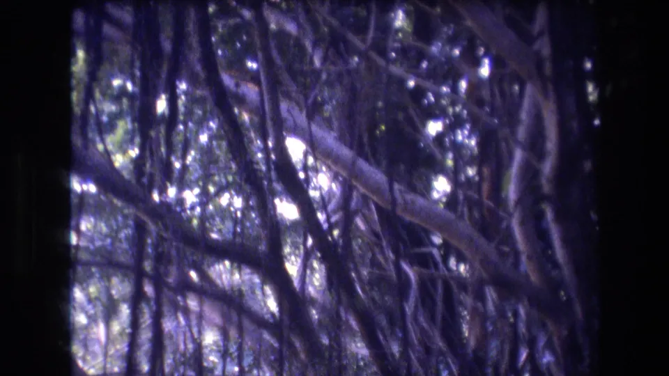 1977 Honolulu, Oahu 8mm frame showing tangled hanging roots, branches, and dark foliage with bright sunlight filtering through the canopy.