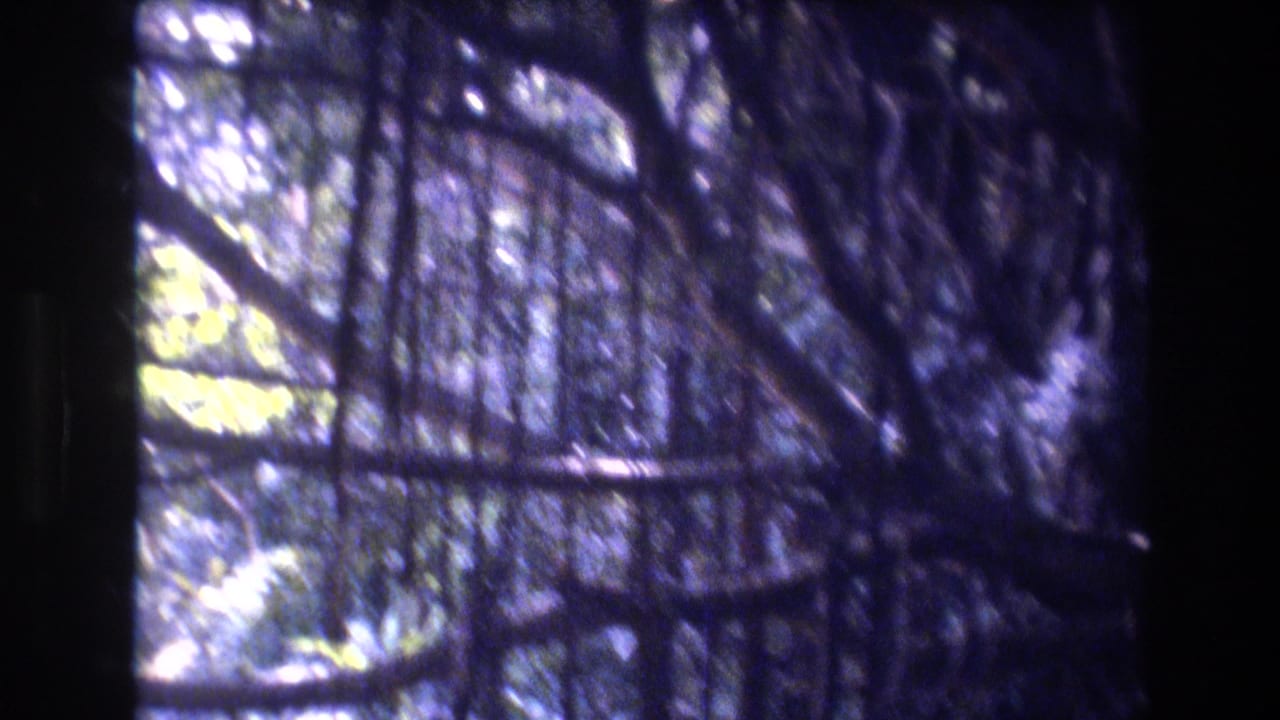 Dark tree trunk and dense branches with bright foliage behind.