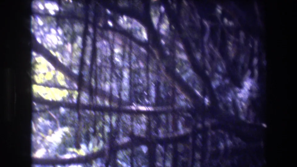 1977 Honolulu, Oahu 8mm frame with a central dark trunk, overlapping branches, vines, and bright patches of tropical foliage beyond.