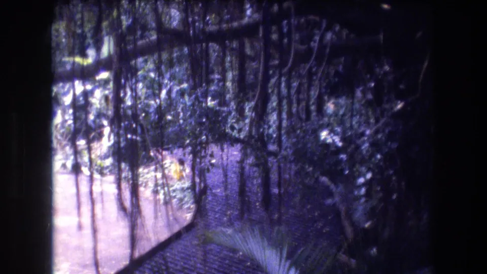 1977 Honolulu, Oahu 8mm frame showing hanging roots and dense vegetation beside a pale sunlit trail or clearing in the tropical forest.