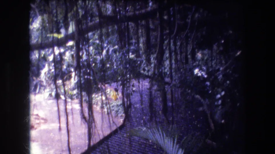 1977 Honolulu, Oahu 8mm frame with hanging roots, dark trunks, leafy plants, and a bright path or clearing partially visible through the vegetation.