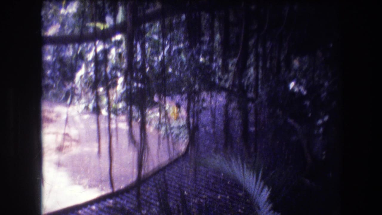 1977 Honolulu-area 8mm frame showing dense tropical vines, tree trunks, and shaded enclosure lines beside a pale paved or concrete edge.