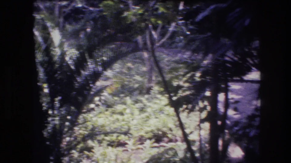 1977 Honolulu-area 8mm frame showing green tropical plants, thin trunks, and shaded enclosure edges within a dense garden or zoo-like environment.