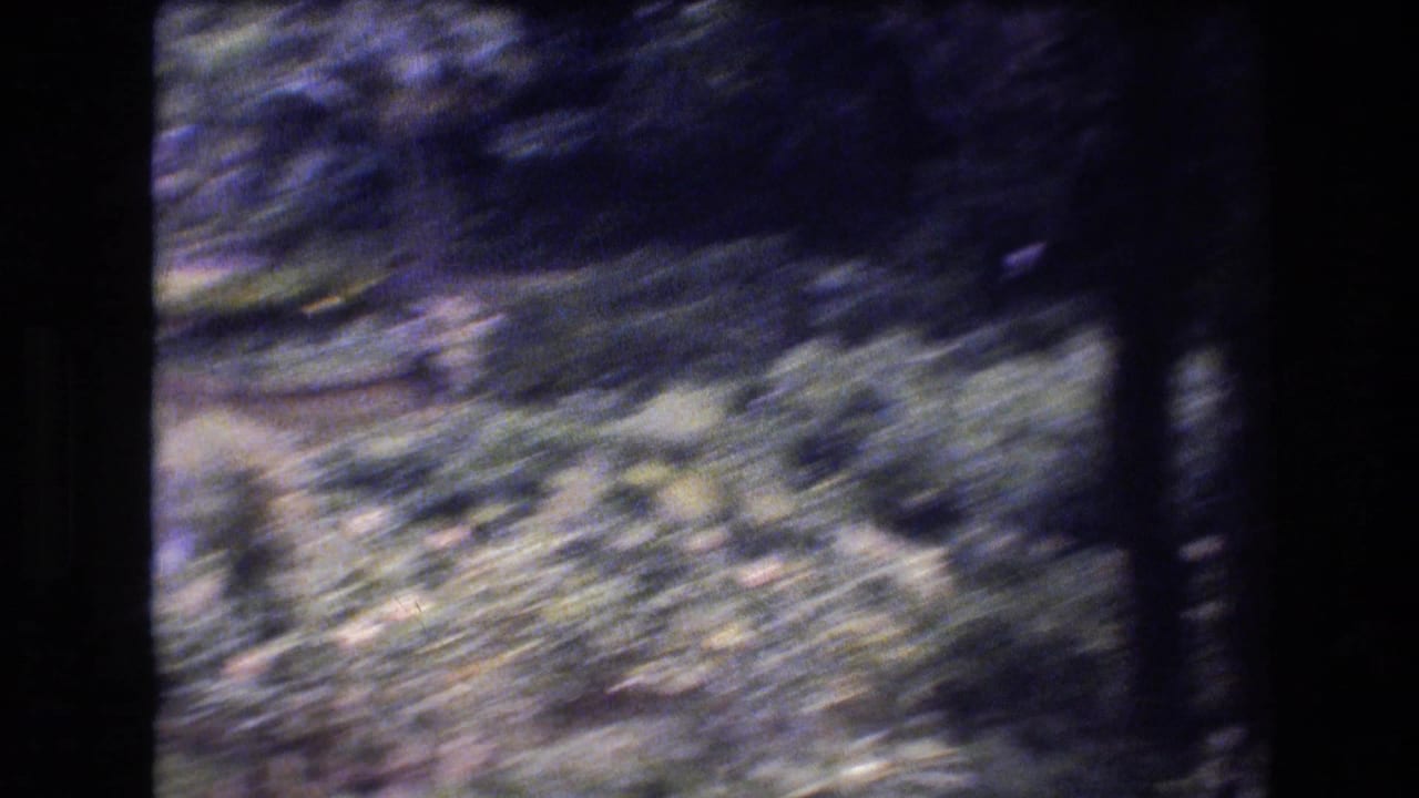 1977 Honolulu, Oahu 8mm frame with a shaky view across dense tropical foliage, shaded tree trunks, and soft ground cover.