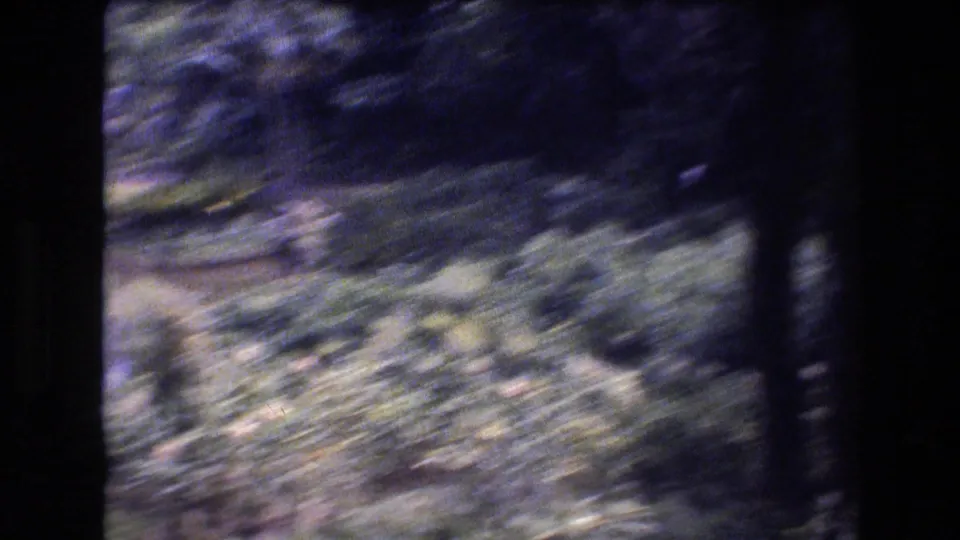 1977 Honolulu, Oahu 8mm frame with a shaky view across dense tropical foliage, shaded tree trunks, and soft ground cover.