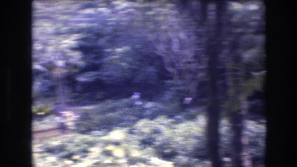 1977 Honolulu-area 8mm frame with soft-focus tropical foliage, dark tree forms, shaded ground, and a handheld drift across the garden scene.