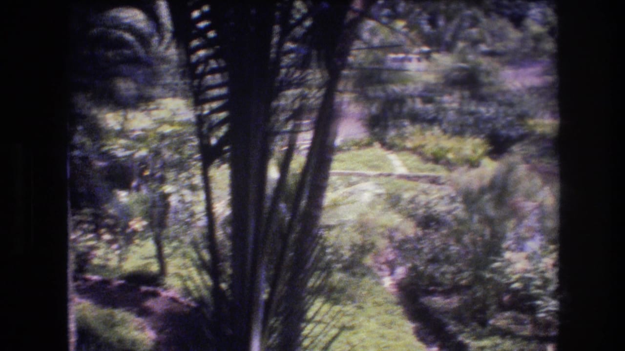 Palm fronds and dense garden planting with a path visible in the background.