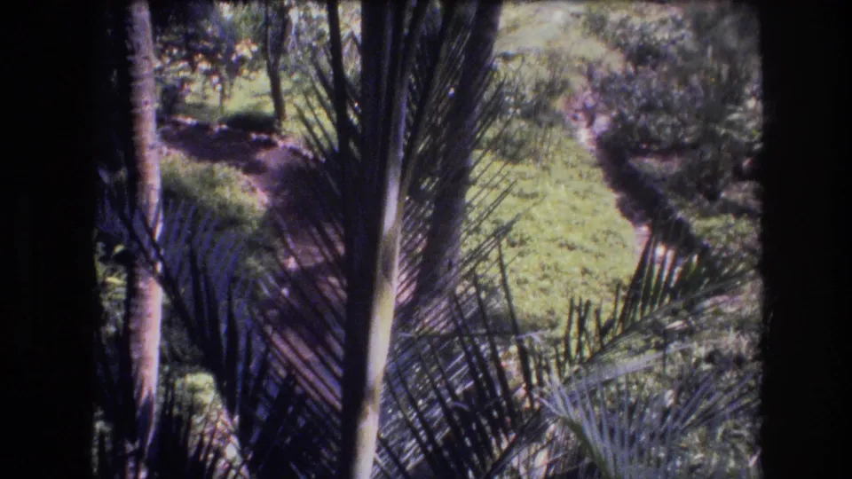 1977 Honolulu-area 8mm frame showing tall palm fronds, tree trunks, dense shrubs, and a green path or lawn area below.