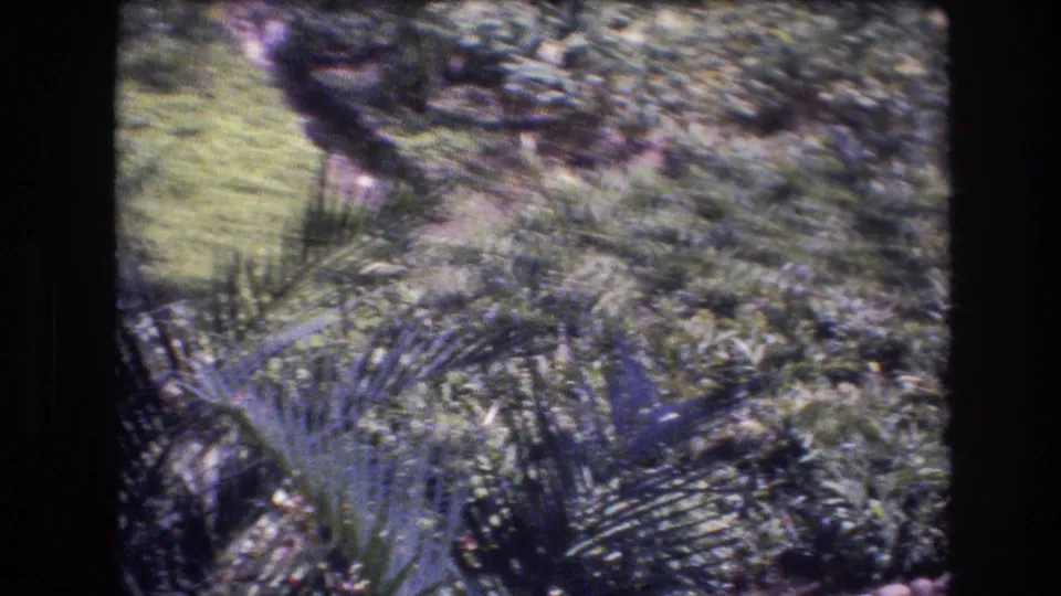 1977 Honolulu-area 8mm frame with soft-focus palm leaves, layered shrubs, tree foliage, and sunlit tropical ground cover.
