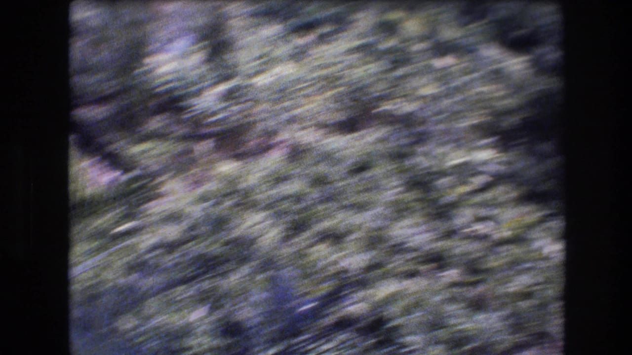 Blurred green foliage in 1977 Honolulu home-movie footage, with handheld motion and soft 8mm texture obscuring individual plants.