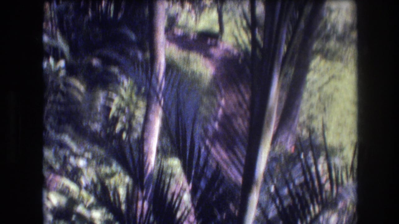Palm-like fronds and tropical plants appear beyond dark film borders.