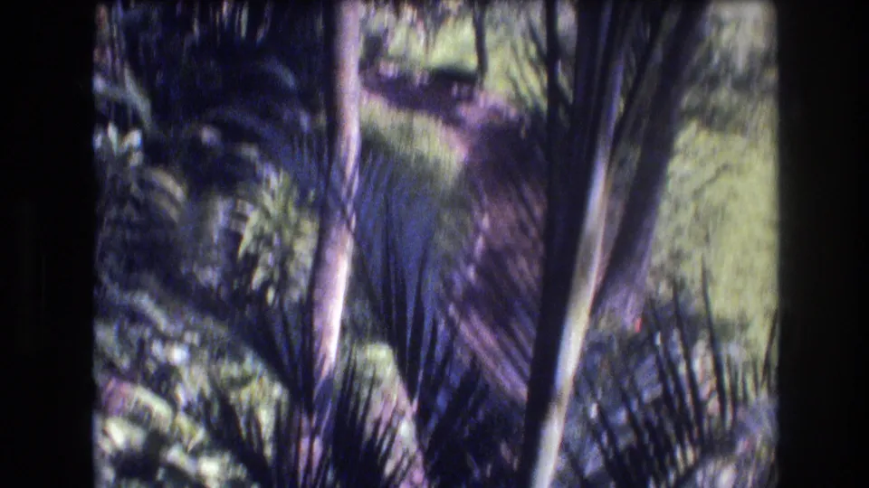 Tropical vegetation and palm-like fronds appear in the Honolulu 1977 footage, framed with soft focus, grain, and a purple-blue color cast.