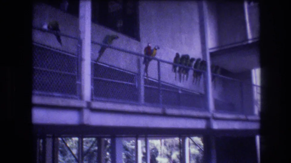 Several colorful parrots perch along a metal railing in 1977 Honolulu footage, with tropical greenery visible below and a soft purple-blue 8mm color shift.